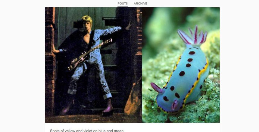 Bowie nudibranch